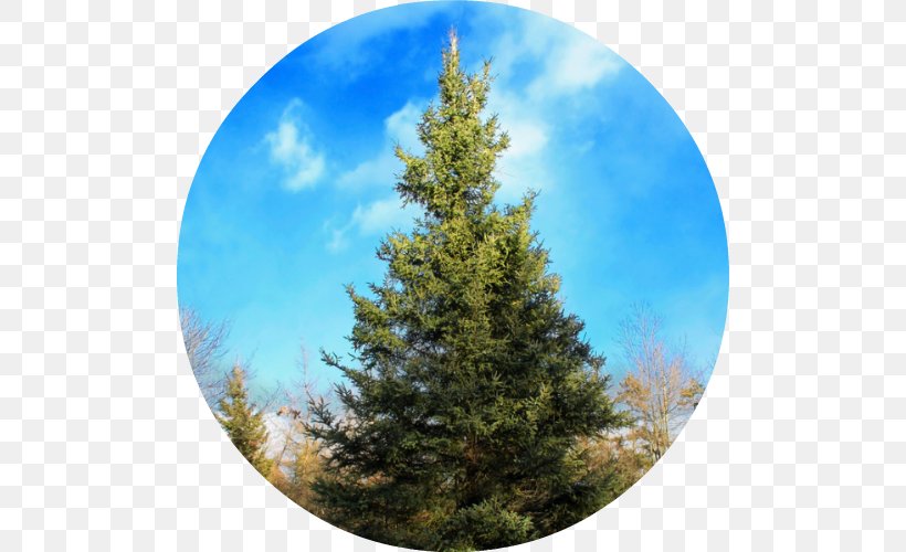 Black Spruce Conifers Larch White Spruce Balsam Fir, PNG, 500x500px, Black Spruce, Balsam Fir, Biome, Blue Spruce, Christmas Ornament Download Free