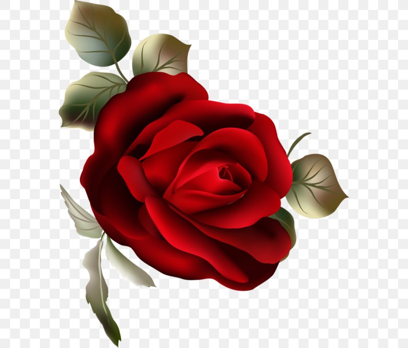 Garden Roses Flower Clip Art, PNG, 584x699px, Garden Roses, Bud, Centifolia Roses, Cut Flowers, Floral Design Download Free