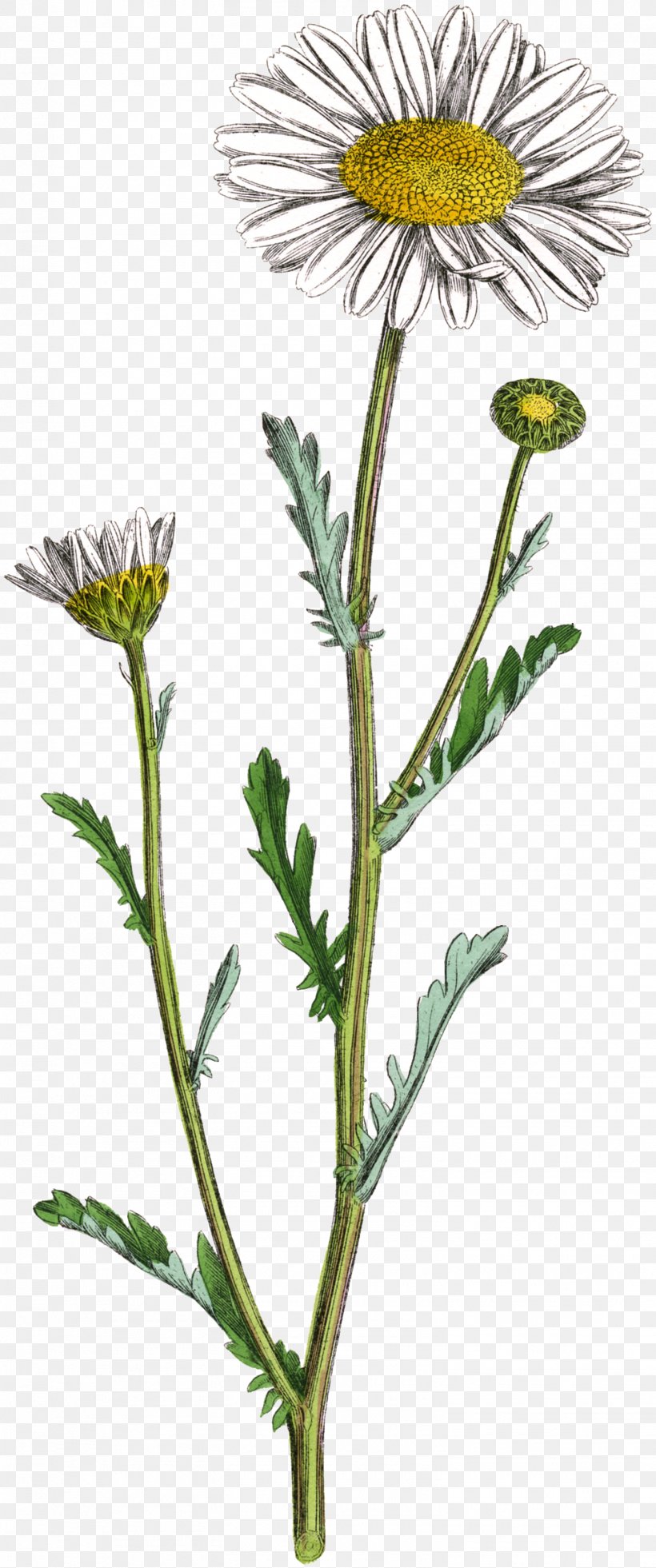 Oxeye Daisy Daisy Family Common Daisy Chrysanthemum Glebionis Segetum, PNG, 1505x3600px, Oxeye Daisy, Buphthalmum Salicifolium, Chamomile, Chrysanthemum, Common Daisy Download Free