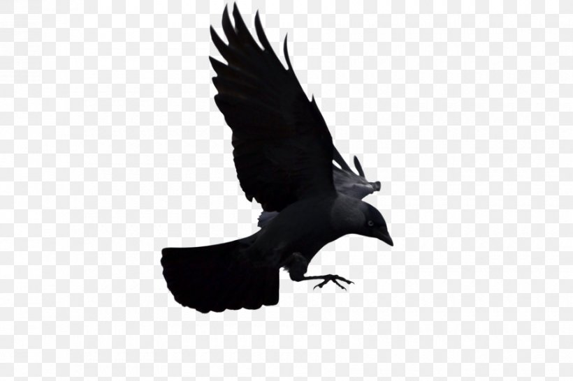 Bald Eagle Bird American Crow Common Raven Western Jackdaw, PNG, 900x600px, Bald Eagle, Accipitriformes, American Crow, Beak, Bird Download Free