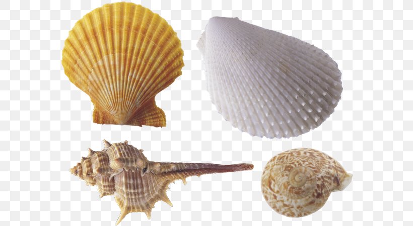Computer Graphics Clip Art, PNG, 600x450px, Computer Graphics, Bitmap, Clam, Clams Oysters Mussels And Scallops, Cockle Download Free