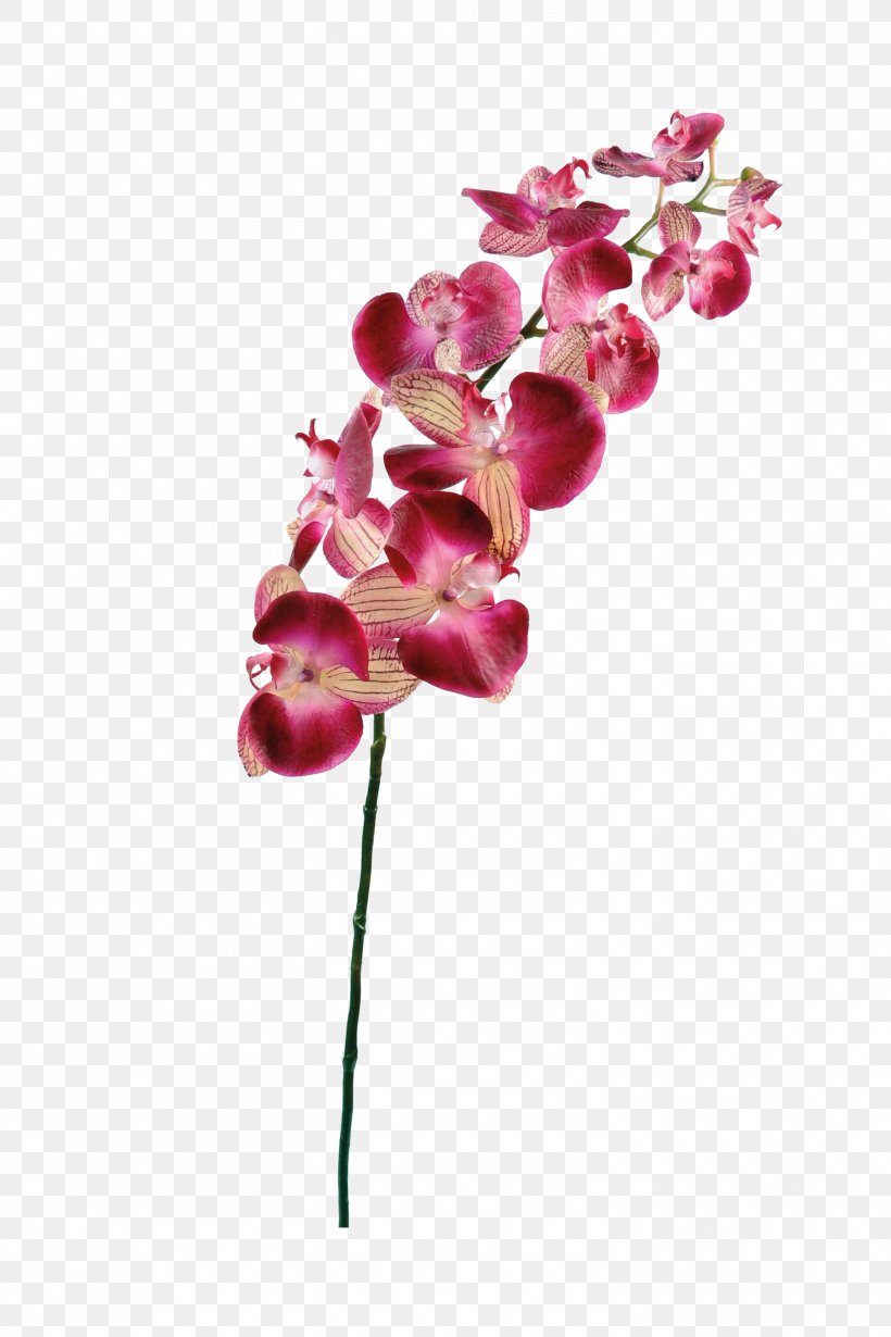 Flower Moth Orchids Plant Stem Petal, PNG, 3000x4500px, Flower, Artificial Flower, Blossom, Bud, Color Download Free