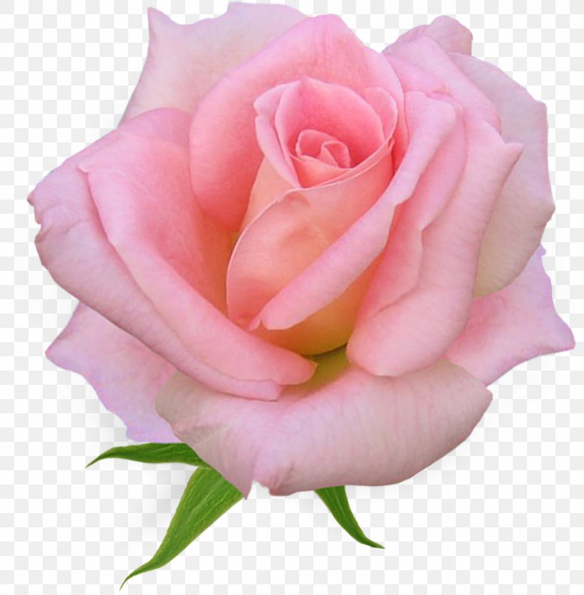 Rose Pink Flowers Clip Art, PNG, 1058x1078px, Rose, China Rose, Close Up, Cut Flowers, Floribunda Download Free
