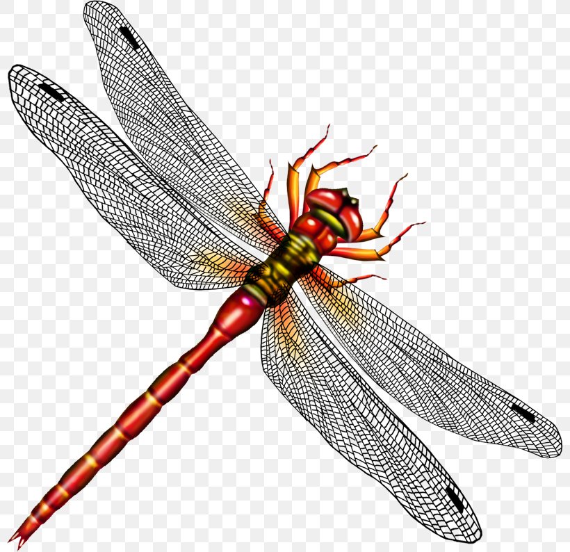 Insect Dragonfly Clip Art Image, PNG, 800x794px, Insect, Arthropod, Dragonflies And Damseflies, Dragonfly, Drawing Download Free