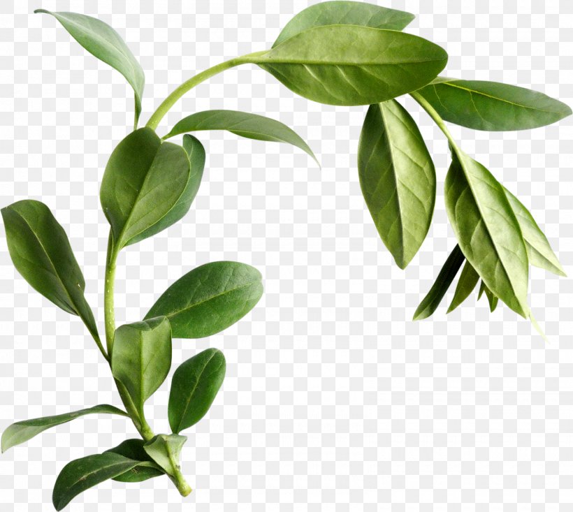 Leaf Plant Stem Herb, PNG, 1600x1432px, Leaf, Branch, Herb, Plant, Plant Stem Download Free