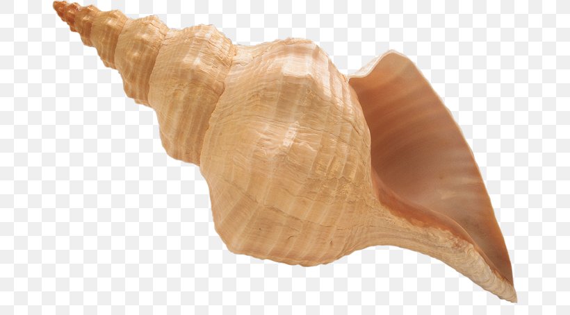 Pont-l'Abbé Getty Images Conch Photography, PNG, 670x454px, Getty Images, Beach, Camping, Conch, Conchology Download Free