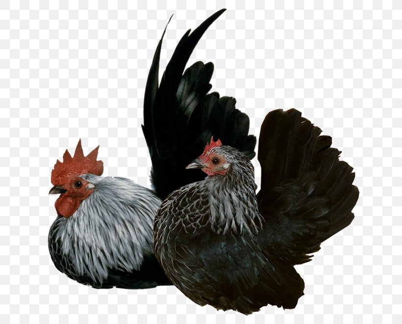 Rooster Sebright Chicken Orpington Chicken Japanese Bantam, PNG, 660x660px, Rooster, Animal, Bantam, Bauernhof, Beak Download Free