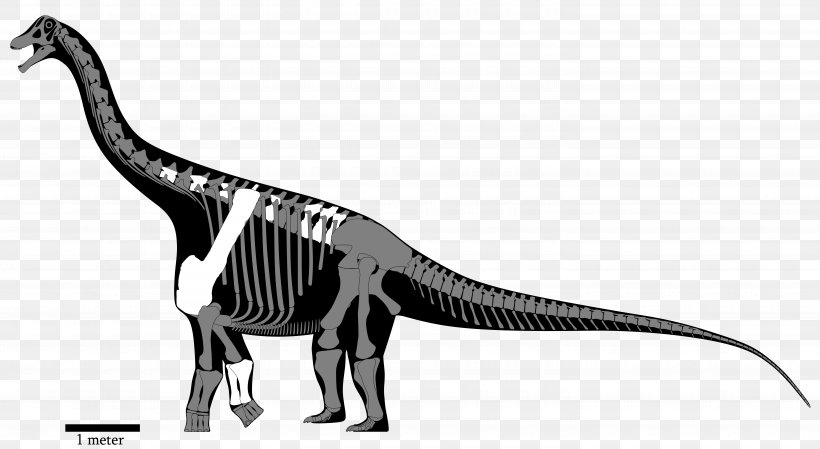 Yongjinglong Opisthocoelicaudia Nemegtosaurus Dinosaur Saltasaurus, PNG, 5750x3150px, Yongjinglong, Animal, Animal Figure, Black And White, Bone Download Free