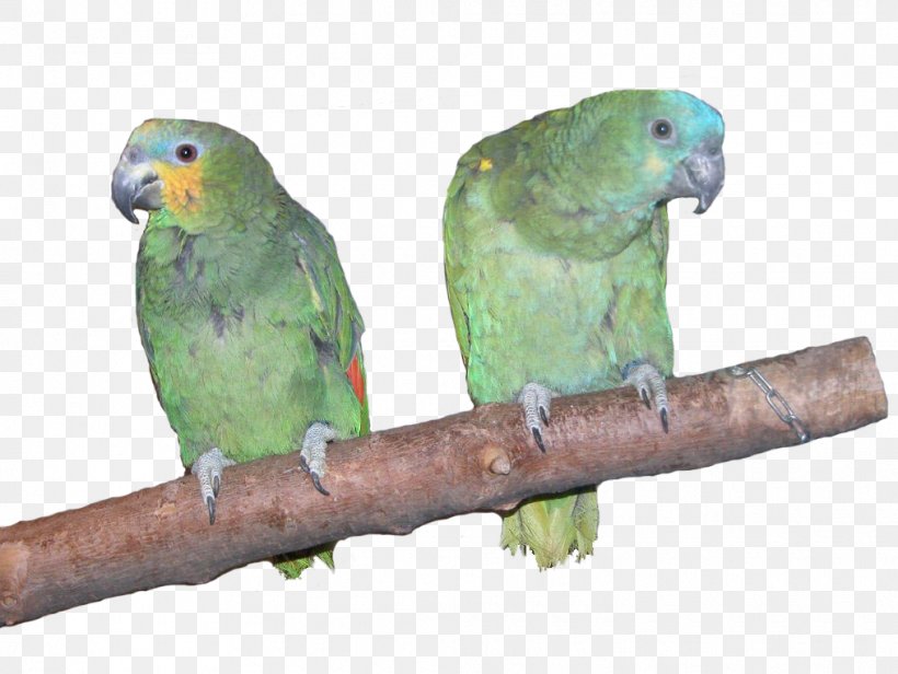 Amazon Parrot Lovebird Parakeet, PNG, 1014x762px, Parrot, Amazon Parrot, Animal, Beak, Bird Download Free