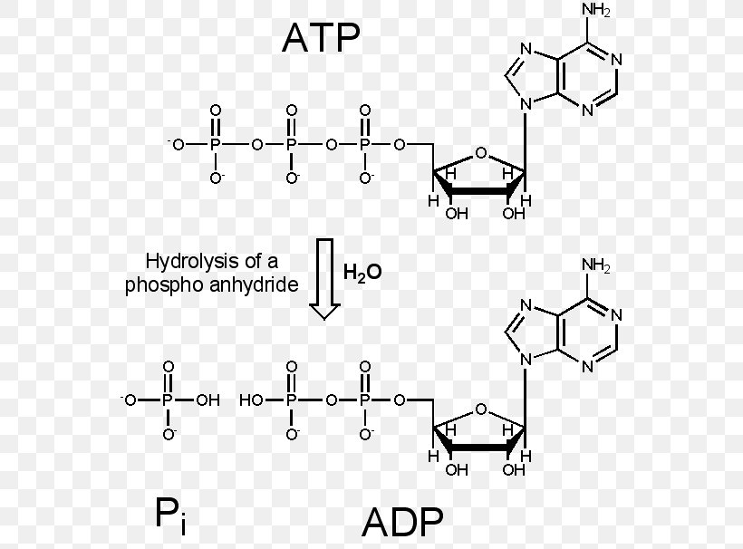 Deoxyribonucleoside Aristolochic Acid Adduct Cytochrome P450 DNA, PNG, 560x606px, Deoxyribonucleoside, Adduct, Adenosine Triphosphate, Area, Aristolochic Acid Download Free