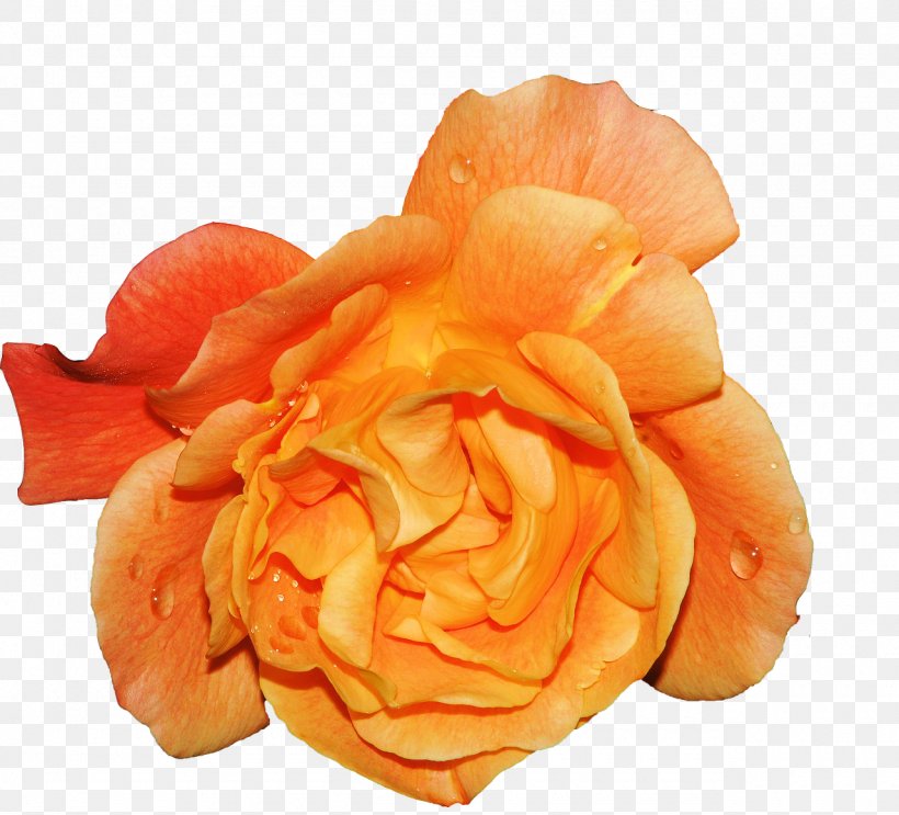 Garden Roses Beach Rose Cabbage Rose Petal Flower, PNG, 1280x1161px, Garden Roses, Amber, Beach Rose, Black, Cabbage Rose Download Free
