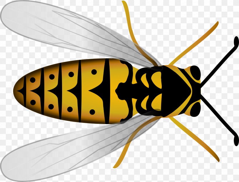 Honey Bee Hornet Beehive Clip Art, PNG, 2394x1827px, Bee, Arthropod, Beehive, Bumblebee, Fly Download Free