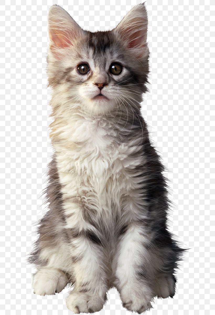 Maine Coon British Shorthair Golden Retriever Kitten Puppy, PNG, 672x1200px, Maine Coon, American Wirehair, Animal, Asian Semi Longhair, Breed Download Free
