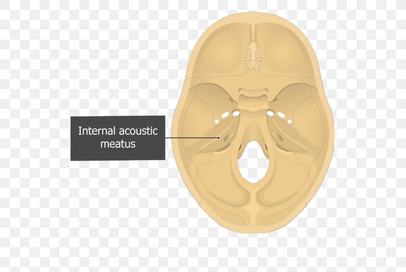 Petrous Part Of The Temporal Bone Internal Auditory Meatus, PNG