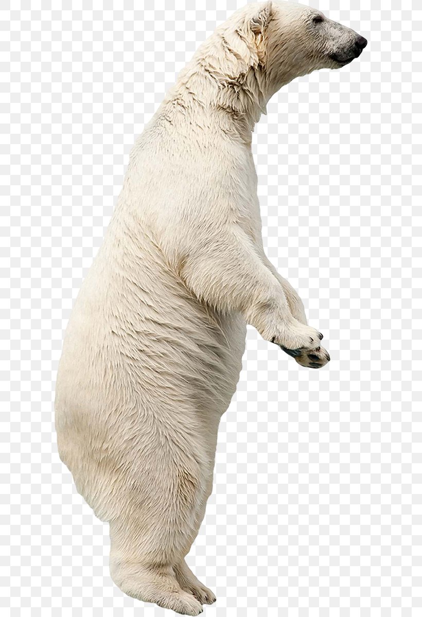 Polar Bear Dog Breed Fond Blanc, PNG, 611x1199px, Polar Bear, Bear, Breed, Carnivoran, Definition Download Free