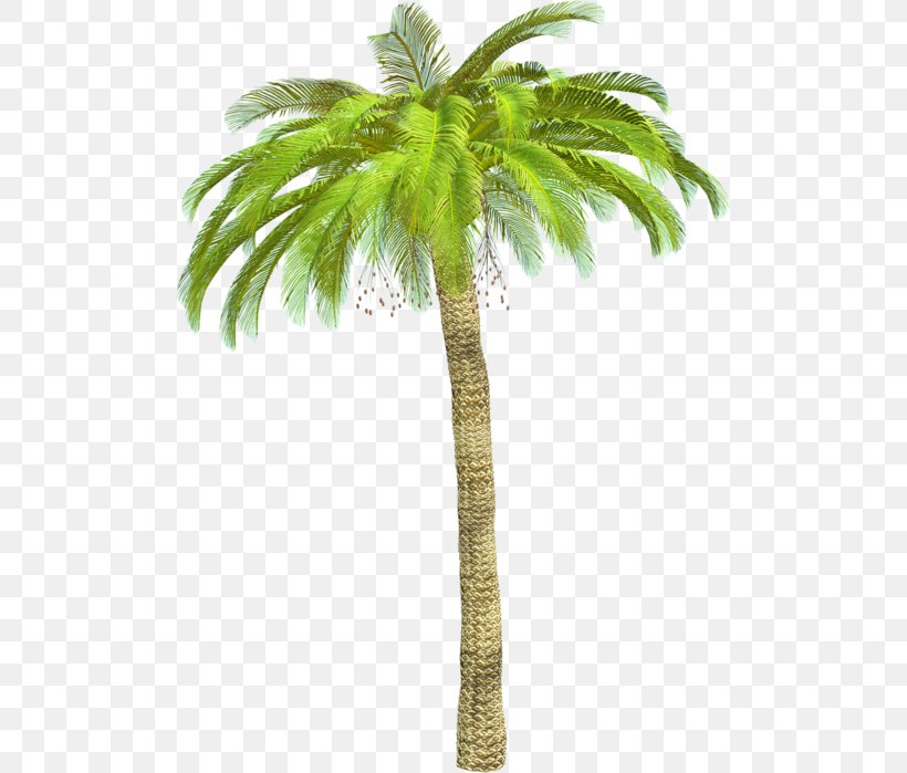 Asian Palmyra Palm Arecaceae Babassu L'Isle-Adam Plant, PNG, 504x699px, Asian Palmyra Palm, Arecaceae, Arecales, Attalea, Attalea Speciosa Download Free