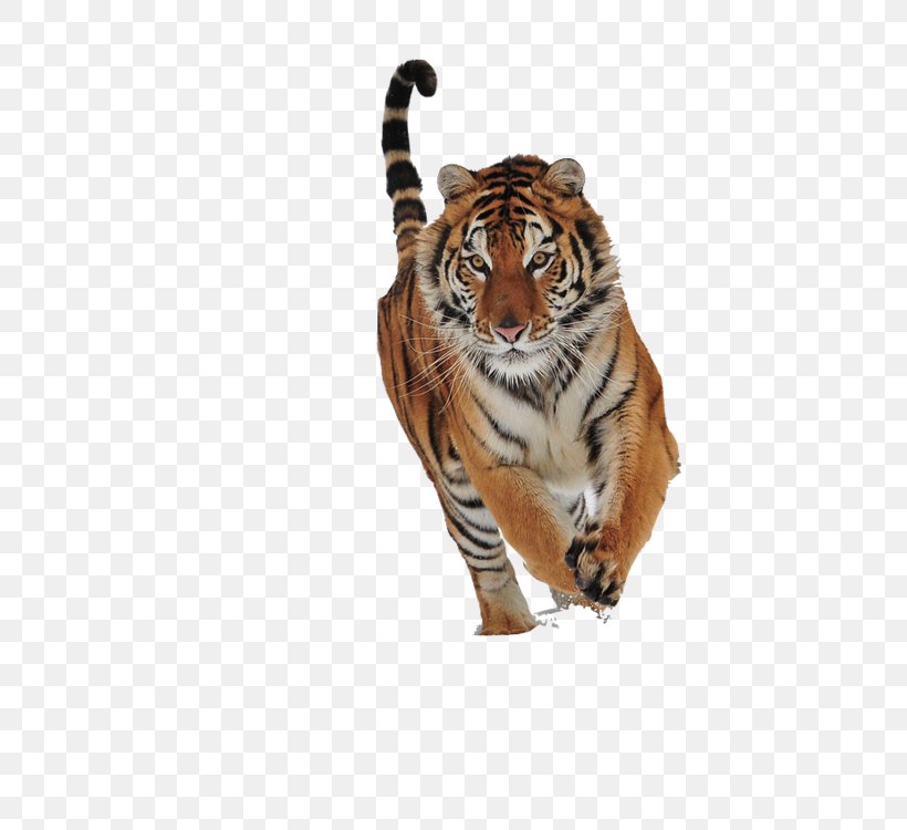 Bhumihar Parashurama Cat Brahmin Tiger, PNG, 499x750px, Parashurama, Adchoices, Animal, Big Cat, Big Cats Download Free