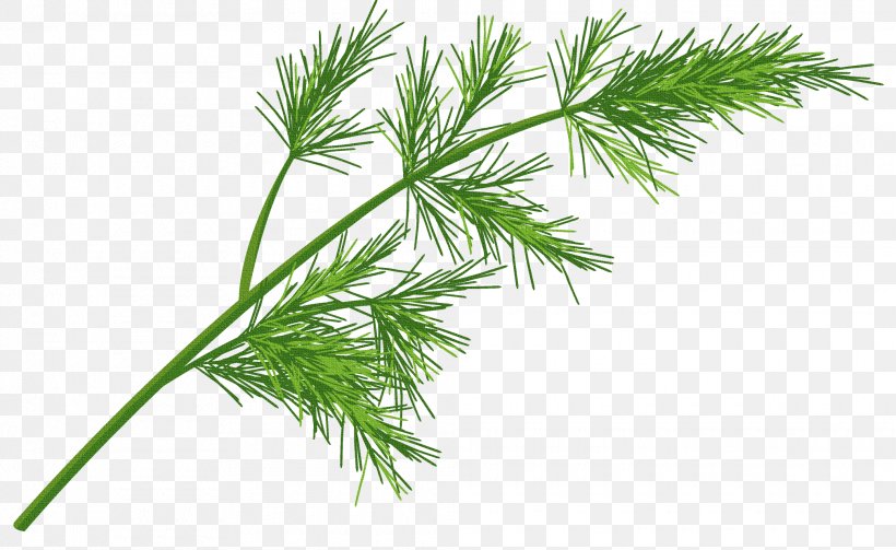 Clip Art Herb Vector Graphics Illustration Stock Photography, PNG, 2020x1240px, Herb, American Larch, Dill, Drawing, Flower Download Free