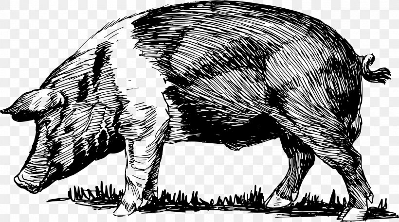 Domestic Pig Peccary Clip Art, PNG, 2400x1340px, Domestic Pig, Black And White, Cattle Like Mammal, Drawing, Fauna Download Free