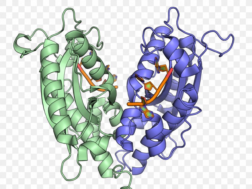 Ribonuclease T1 Ribosomal RNA Transfer RNA, PNG, 1024x768px, Watercolor, Cartoon, Flower, Frame, Heart Download Free