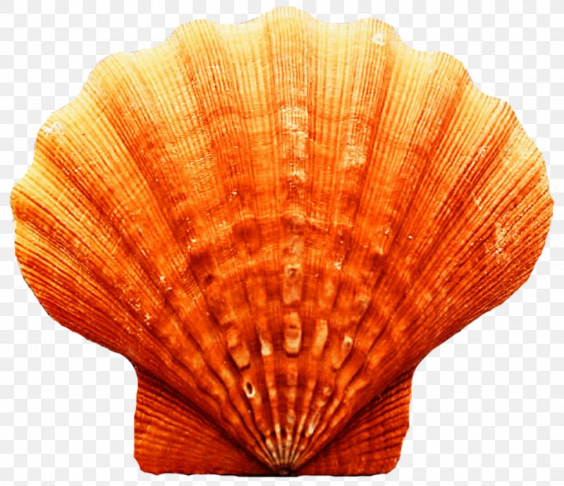 Cockle Clam Seashell Scallop Oyster, PNG, 1024x883px, Cockle, Beach, Clam, Clams Oysters Mussels And Scallops, Conchology Download Free