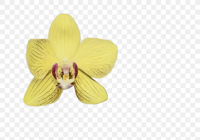 Flower Petal Yellow Violet Plant, PNG, 2396x1672px, Watercolor, Cattleya, Dendrobium, Flower, Flowering Plant Download Free