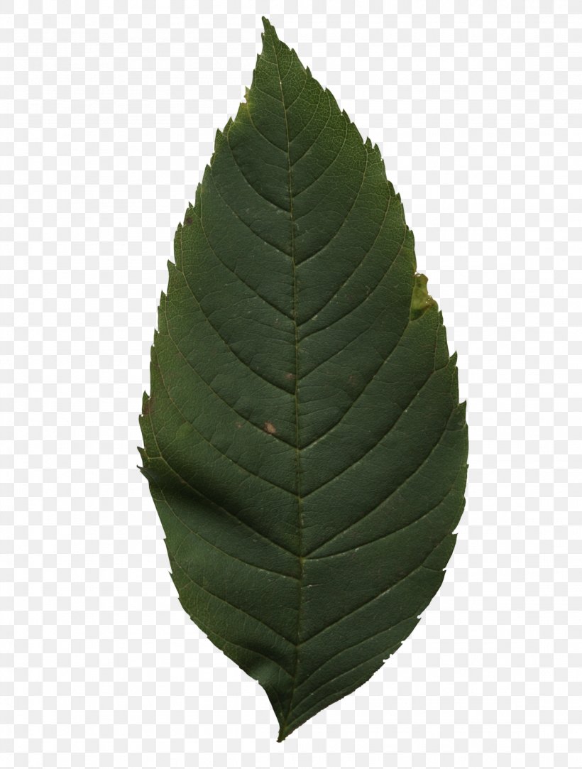 Leaf Tree, PNG, 2304x3043px, Leaf, Plant, Tree Download Free