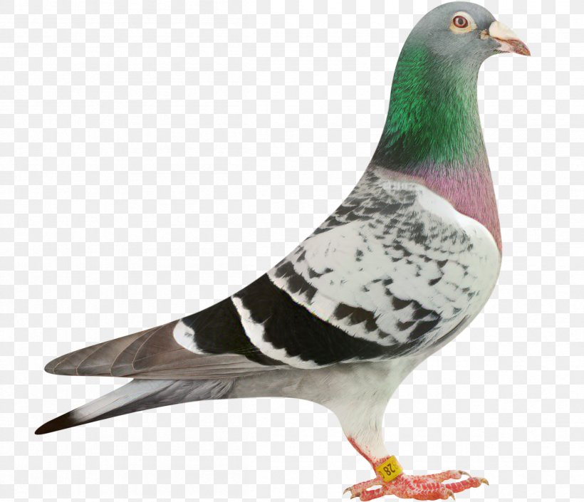 Pigeons And Doves Homing Pigeon Pigeon Racing Bird Pigeon Sport, PNG, 2412x2075px, Pigeons And Doves, Beak, Bird, Columbiformes, Domestic Pigeon Download Free