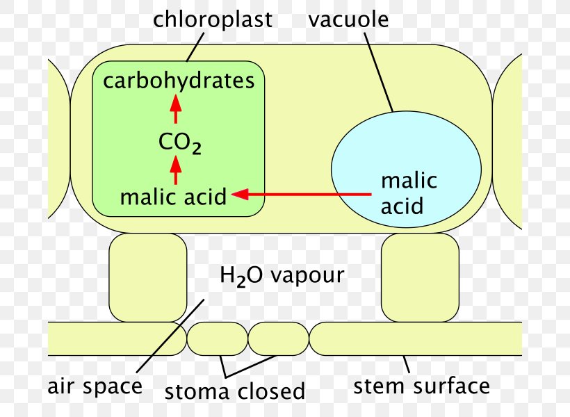 Stoma Cactaceae Plant Malic Acid Point, PNG, 682x600px, Stoma, Agriculture, Area, Cactaceae, Diagram Download Free