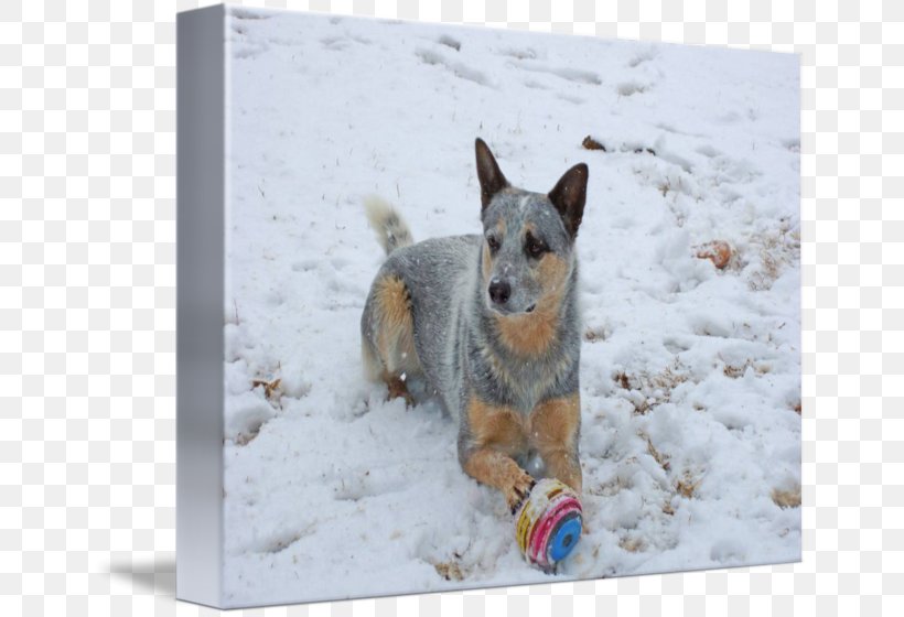 Australian Cattle Dog Stumpy Tail Cattle Dog Dog Breed Imagekind, PNG, 650x560px, Australian Cattle Dog, Art, Boskapshund, Breed, Canvas Download Free