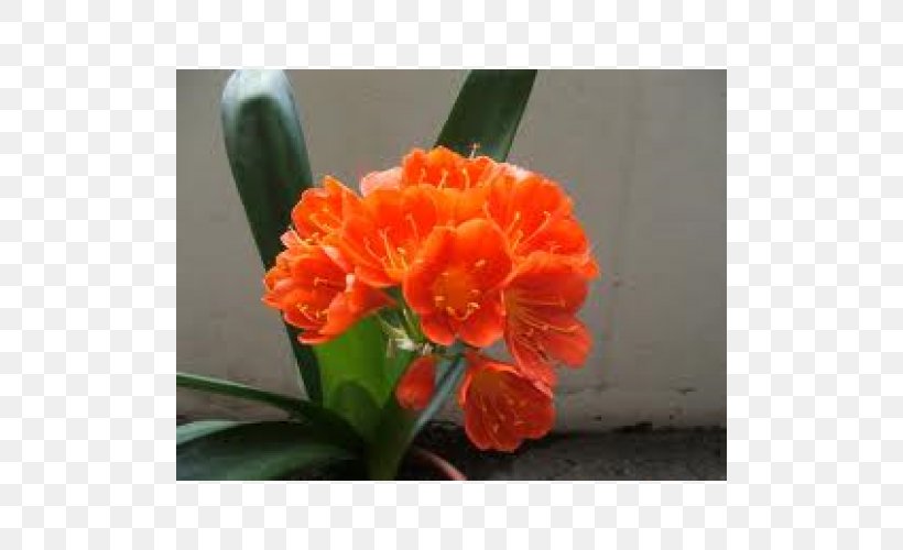 Bush Lily Orange Succulent Plant Houseplant, PNG, 500x500px, Orange, Algae, Clivia, Color, Cut Flowers Download Free