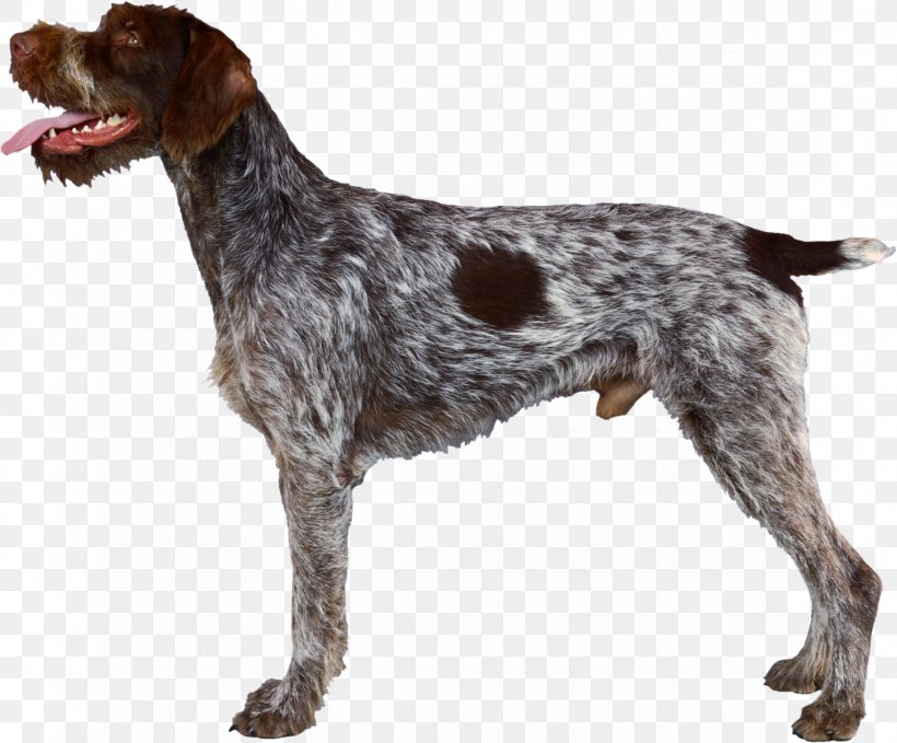 German Wirehaired Pointer Wirehaired Pointing Griffon Spinone Italiano German Shorthaired Pointer, PNG, 2348x1945px, German Wirehaired Pointer, Breed, Carnivoran, Cesky Fousek, Dog Download Free