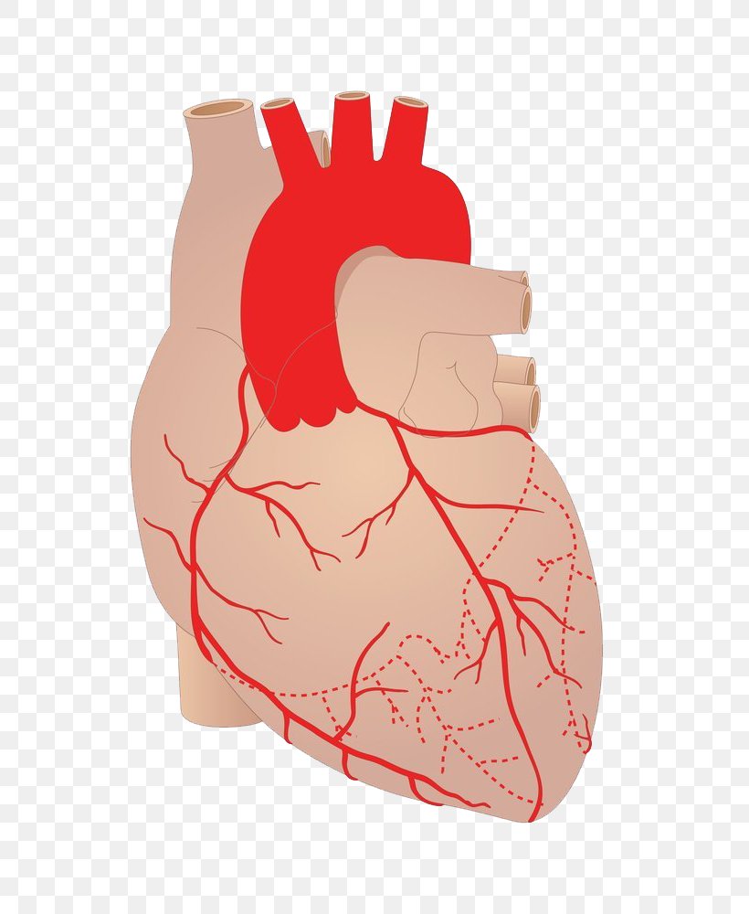 Heart Artery Coronary Arteries Cardiovascular Disease Blood Vessel, PNG, 750x1000px, Watercolor, Cartoon, Flower, Frame, Heart Download Free