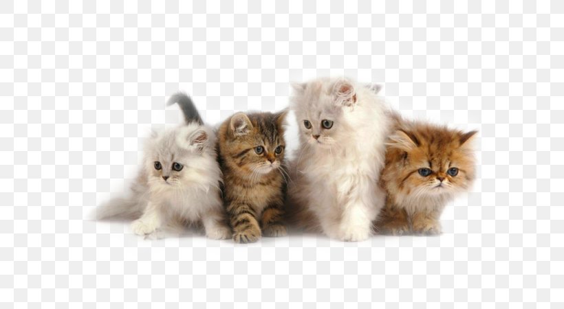 Persian Cat Himalayan Cat Kitten Siamese Cat Ragdoll, PNG, 600x450px, Persian Cat, Asian Semi Longhair, Breed, British Semi Longhair, Carnivoran Download Free