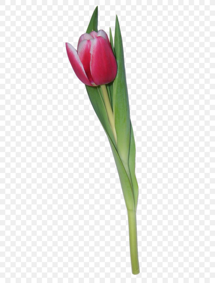 Tulip Flower Clip Art, PNG, 363x1080px, Tulip, Animation, Bud, Cut Flowers, Data Conversion Download Free