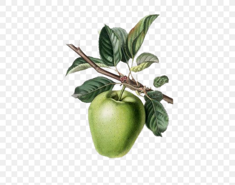 Apple Fruit Tree Painting Rootstock Berry, PNG, 400x648px, Apple, Berry, Food, Fruit, Fruit Tree Download Free