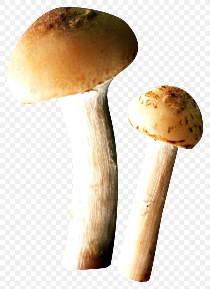 Edible Mushroom Fungus, PNG, 924x1276px, Mushroom, Bell Pepper, Common Mushroom, Edible Mushroom, Food Download Free