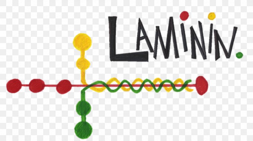 Laminin 111 Integrin Basement Membrane Laminin, Gamma 1, PNG, 1158x649px, Watercolor, Cartoon, Flower, Frame, Heart Download Free