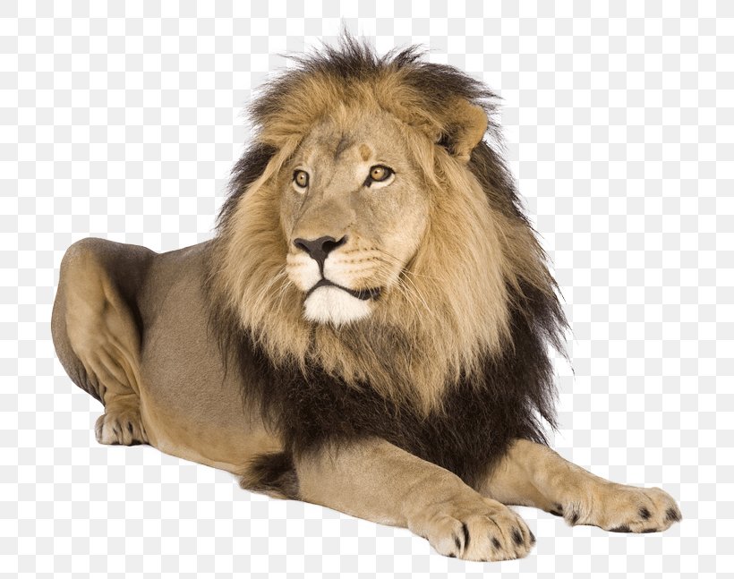 Lion Tiger Cat, PNG, 731x647px, Lion, Animal, Big Cats, Carnivoran, Cat Download Free