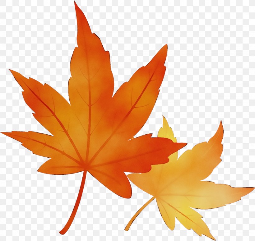 Maple Leaf, PNG, 1024x968px, Watercolor, Black Maple, Deciduous, Leaf, Maple Download Free