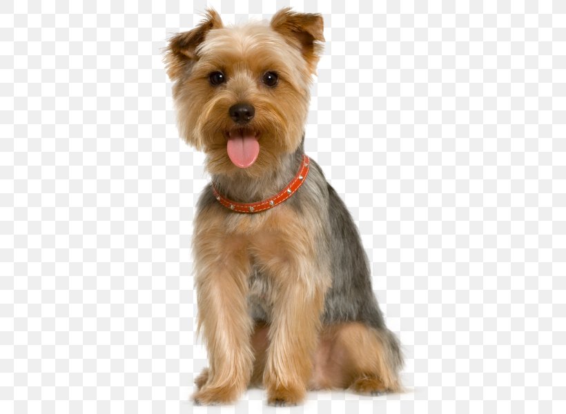 Pet Sitting Dog Grooming Cat, PNG, 550x600px, Pet Sitting, Animal Shelter, Australian Silky Terrier, Australian Terrier, Cairn Terrier Download Free