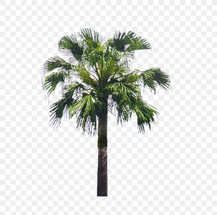 Arecaceae Tree Asian Palmyra Palm Landscape, PNG, 676x814px, Tree, Arecaceae, Arecales, Asian Palmyra Palm, Borassus Flabellifer Download Free