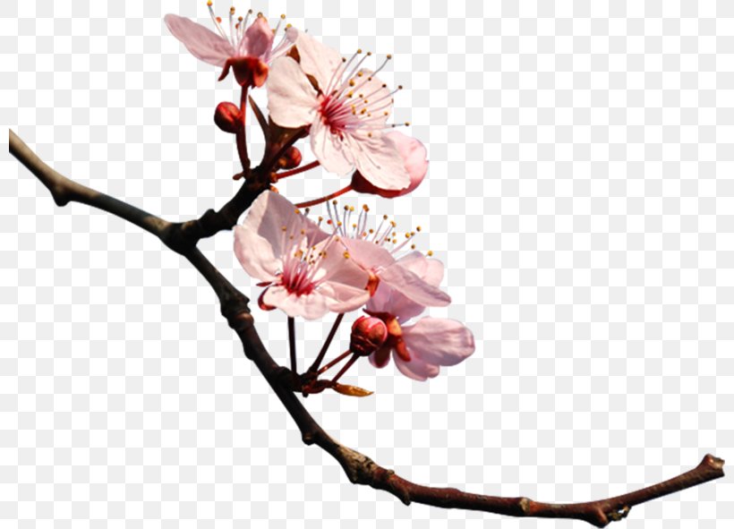 Cherry Blossom Photography Clip Art, PNG, 800x591px, Cherry Blossom, Blossom, Branch, Bud, Cerasus Download Free
