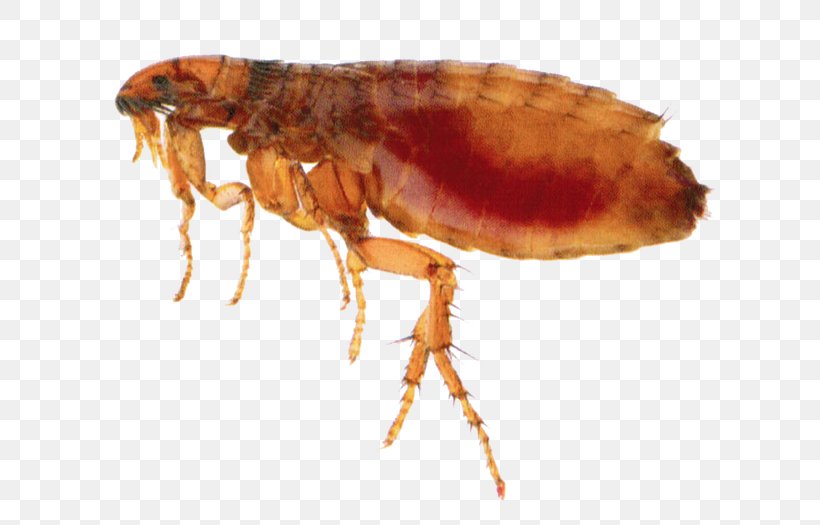 Insect Flea Treatments Pest Control, PNG, 665x525px, Insect, Arthropod, Bed Bug, Blood, Ctenocephalides Download Free