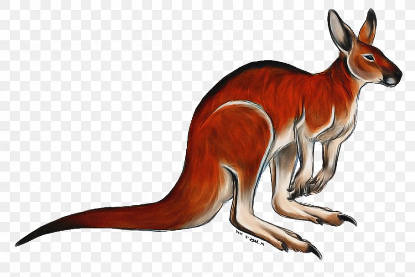 Red Fox Kangaroo Macropods Dog Tail, PNG, 900x603px, Red Fox, Animal, Animal Figure, Dog, Fox Download Free
