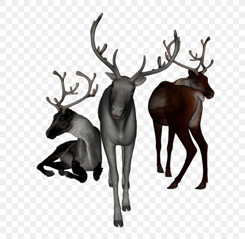 Reindeer White-tailed Deer Elk Moose, PNG, 794x800px, Reindeer, Animal, Antler, Deer, Elk Download Free