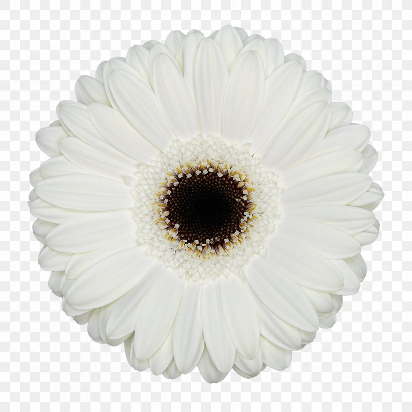 Transvaal Daisy Cut Flowers Junkspace: Repenser Radicalement L'espace Urbain Floristry, PNG, 1772x1772px, Transvaal Daisy, Asterales, Black And White, Blume, Cut Flowers Download Free