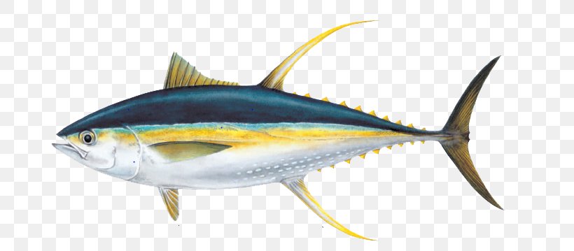 Yellowfin Tuna Poke Albacore Fishing, PNG, 732x359px, Yellowfin Tuna, Albacore, Atlantic Bluefin Tuna, Bigeye Tuna, Bonito Download Free