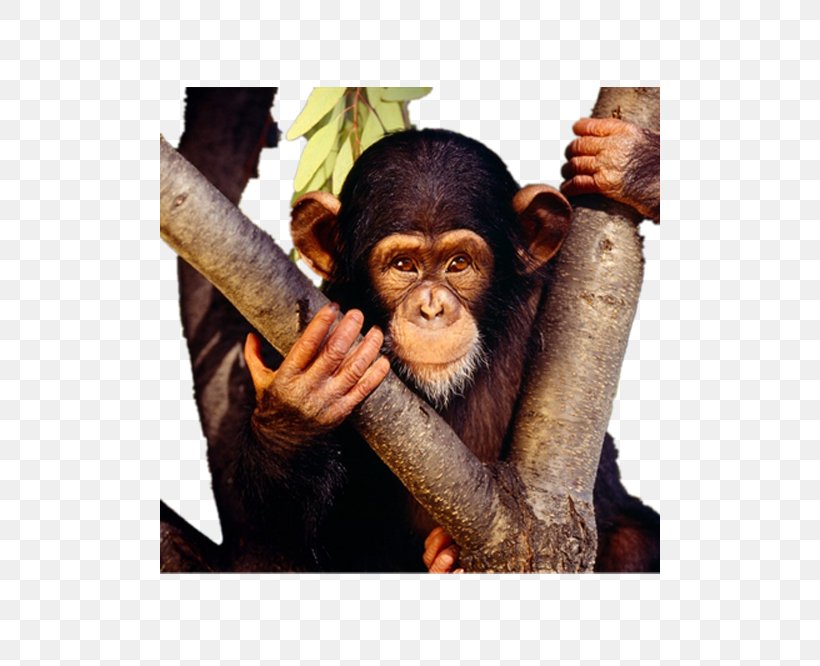 Chimpanzee Baby Monkeys High-definition Television Wallpaper, PNG, 500x666px, 4k Resolution, Chimpanzee, Baby Monkeys, Common Chimpanzee, Cuteness Download Free
