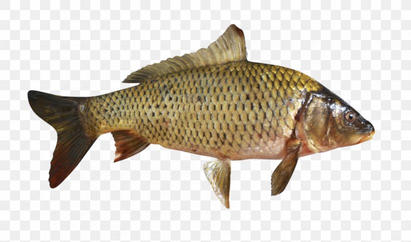 Mirror Carp Goldfish Koi Stock Photography, PNG, 900x531px, Carp, Bony Fish, Common Rudd, Crucian Carp, Fauna Download Free